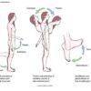FLEXION – EXTENSION